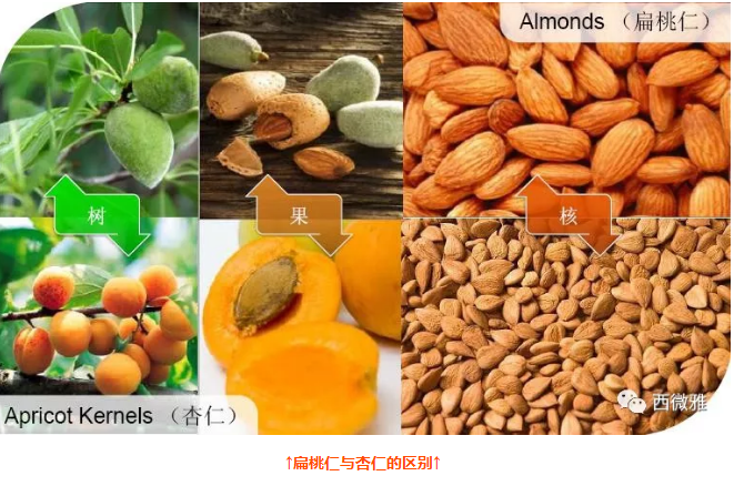 貴族堅(jiān)果-加州扁桃仁(圖3) 貴族堅(jiān)果-加州扁桃仁(圖3)