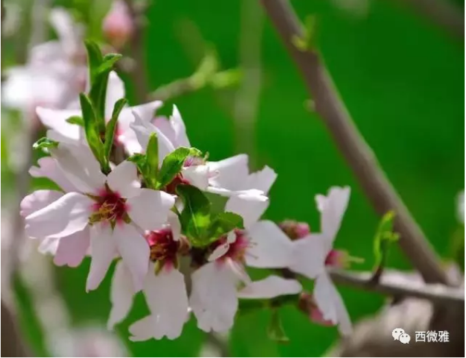 貴族堅(jiān)果-加州扁桃仁(圖6) 貴族堅(jiān)果-加州扁桃仁(圖6)