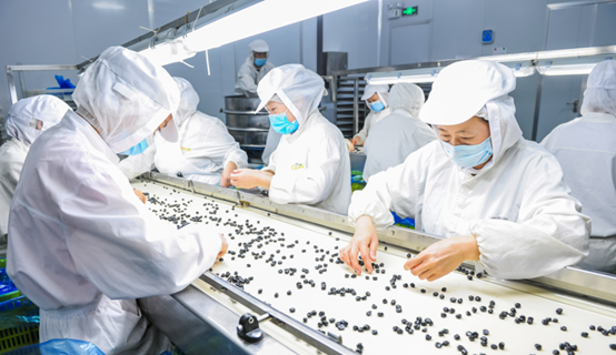 藍莓干生產(chǎn)廠家—西微雅鑄造匠心藍莓干(圖8) 藍莓干生產(chǎn)廠家—西微雅鑄造匠心藍莓干(圖8)