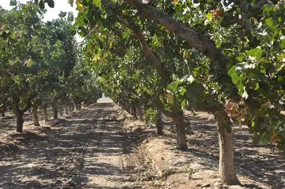 用開心果醬做烘焙和飲品，西微雅綠開心果醬如何？(圖5)